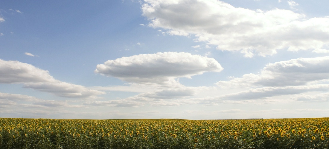 Beautiful sunflowers field and a Nebraska blue sky