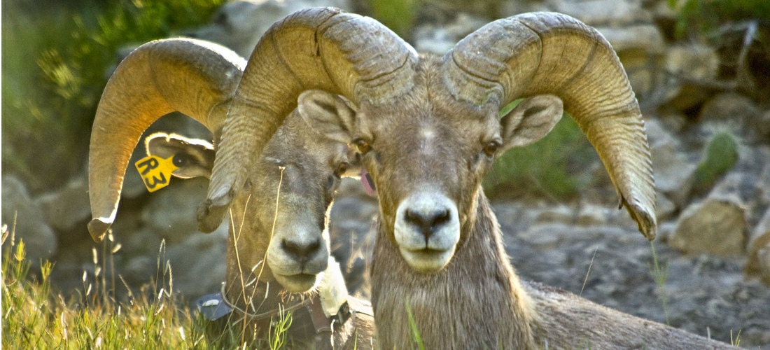 Nebraska Big Horn Sheep