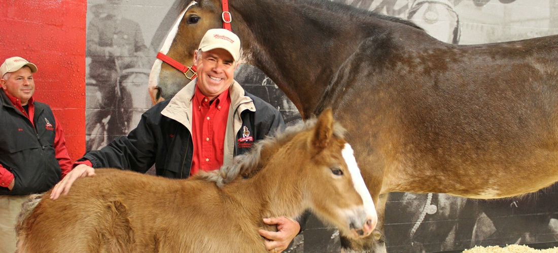 Clydesdale Horses from the King of Beers