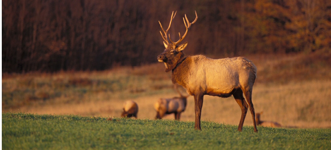 Elk in the national forest of Pennsylvania