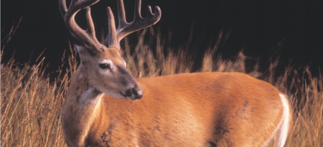 Deer and wildlife abound in Michigan's vast wilderness areas.