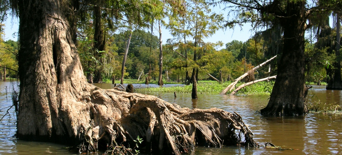 Mississippi wildlife and cypress trees in the swamps.