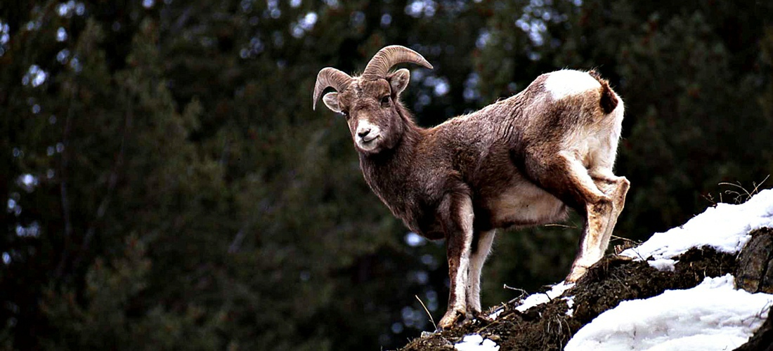 Big Horn Sheep in the Montana wilderness - See America!