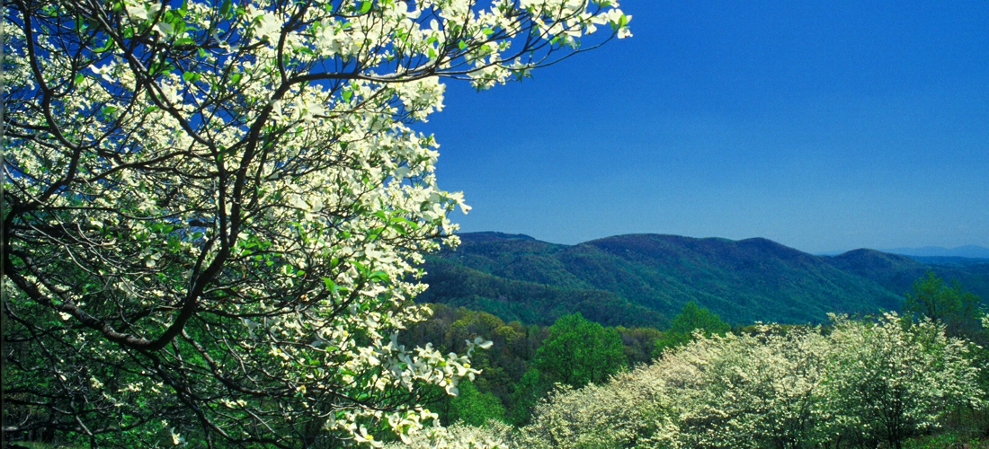 Dogwood trees in North Carolina in full bloom.