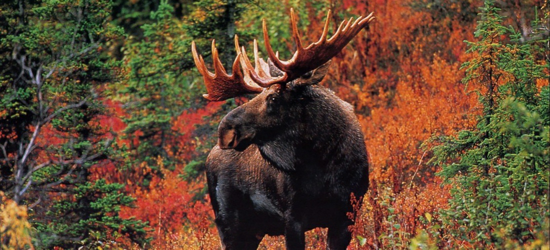 New Hampshire wildlife includes the majestic Moose, black bear and deer.