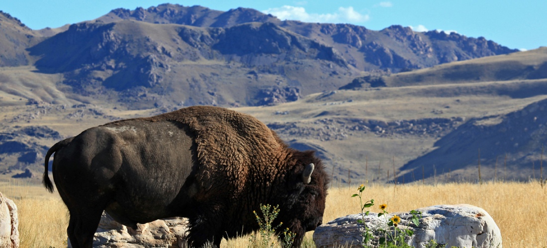 Antelope Island is home to free-ranging bison, mule deer, bighorn sheep, pronghorn antelope, and many other desert animals.