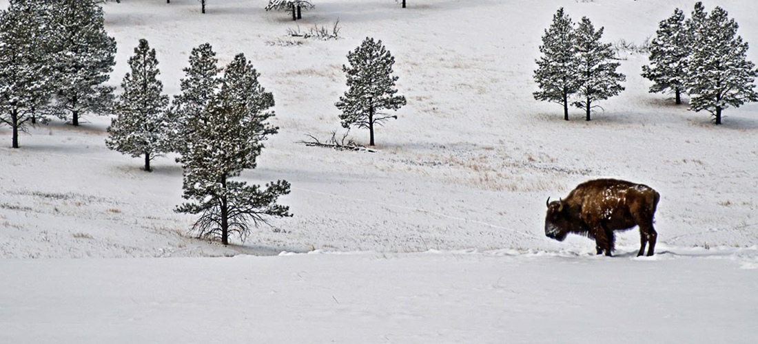 A lone buffalo stands in a winter storm - in the plains of South Dakota.
