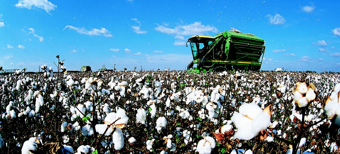 Mississippi cotton harveting.