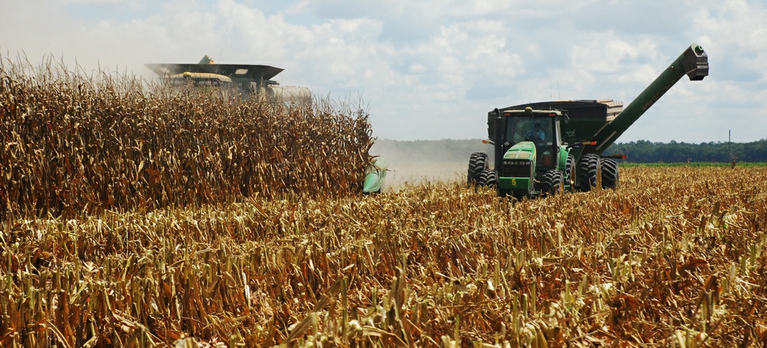 Harvesting Corn in Mississippi