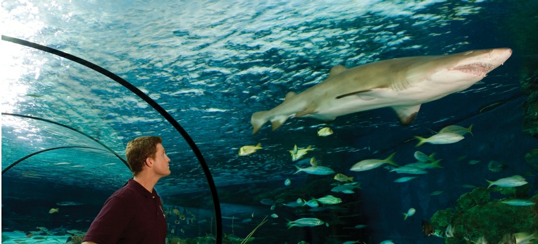 Ripley's Aquarium of Myrtle Beach is literally teaming with life – our 10,000 exotic sea creatures comprise more than 350 individual species.
