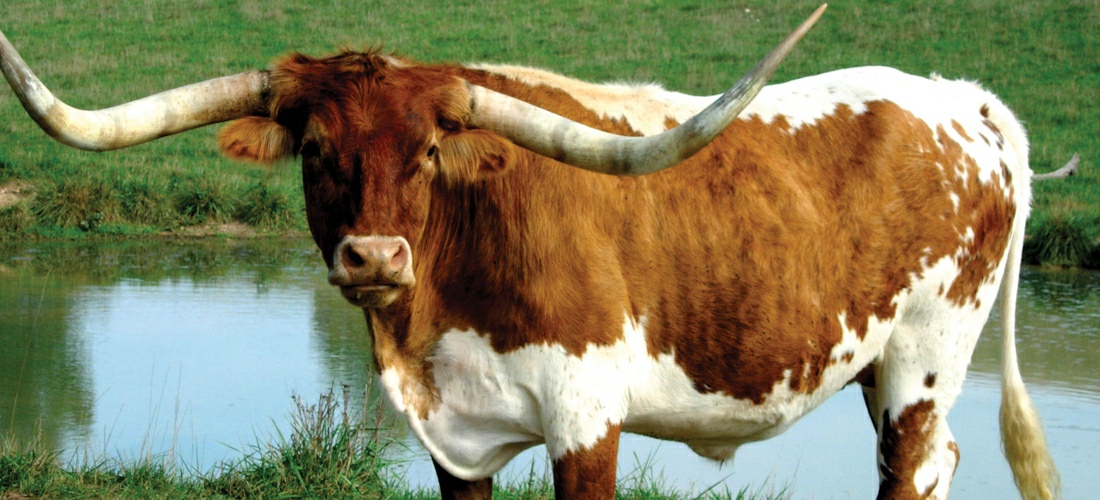 Texas Longhorn steer out to pasture.