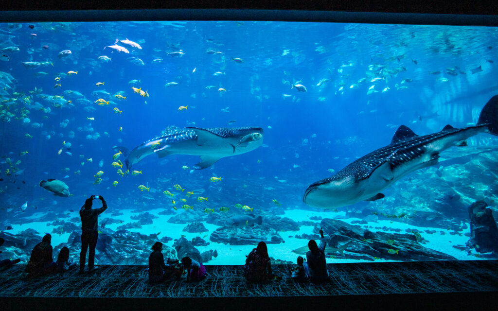 Georgia Aquarium in Atlanta, Georgia; Credit: Georgia Aquarium
