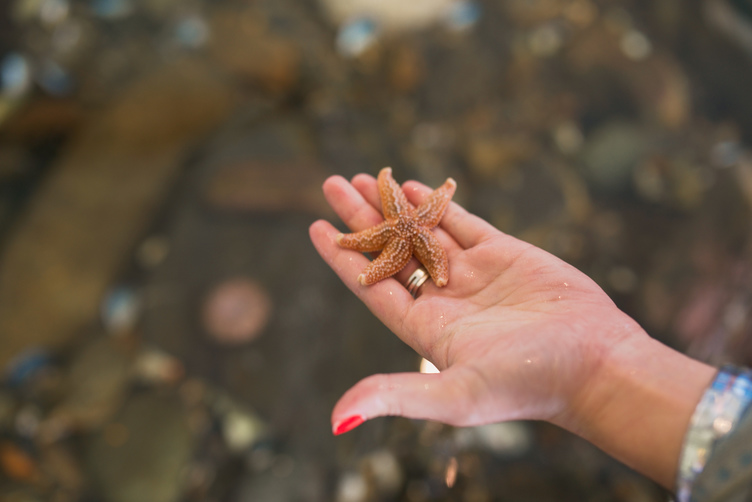 Starfish in hand