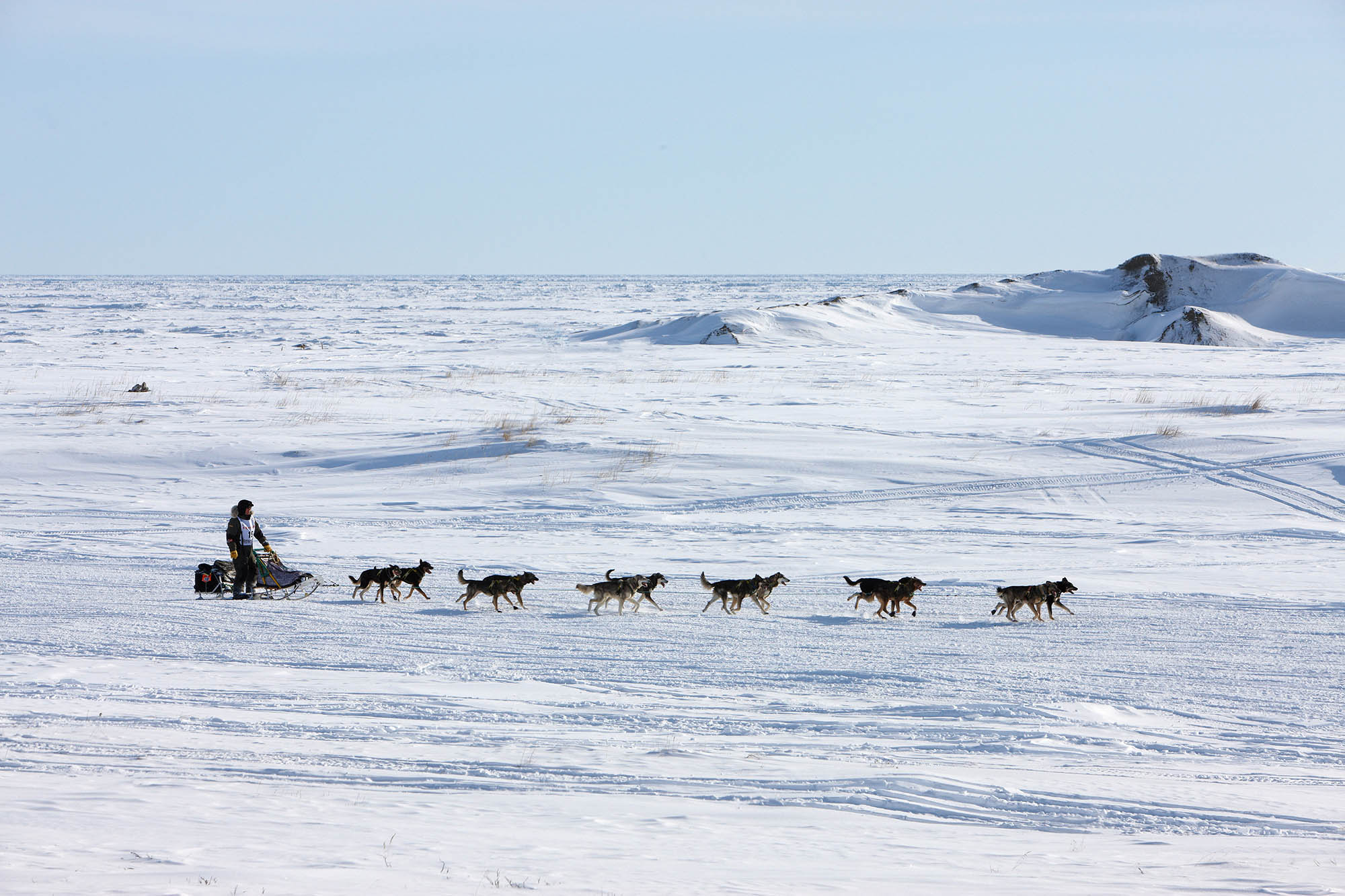 The Iditarod Trail Sled Dog Race from Anchorage to Nome, Alaska; Credit: Travel Alaska, Michael De Young