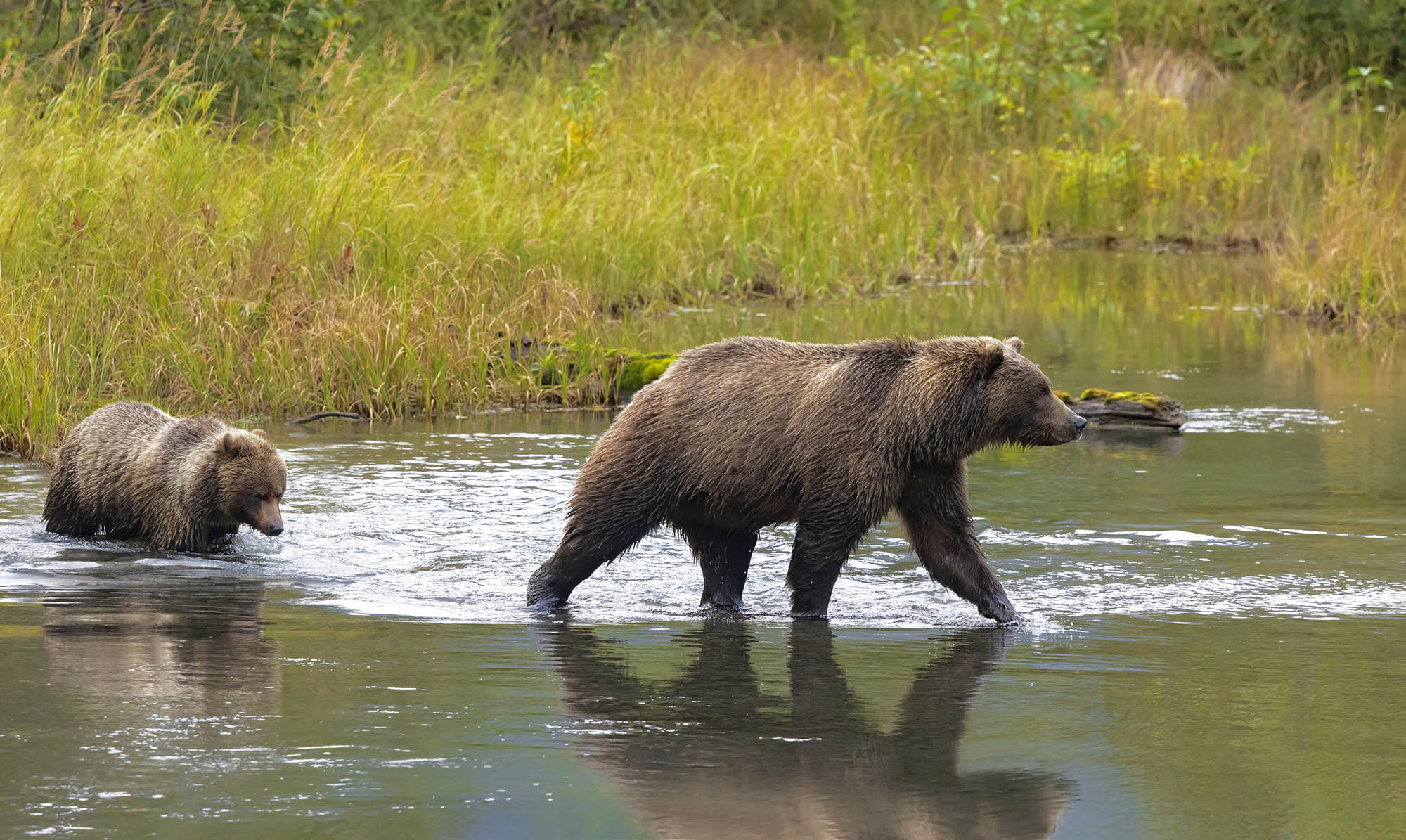 Bears crossing water at the Eagle River Nature Center near Anchorage, Alaska; Credit: Visit Anchorage/Donna Dewhurst