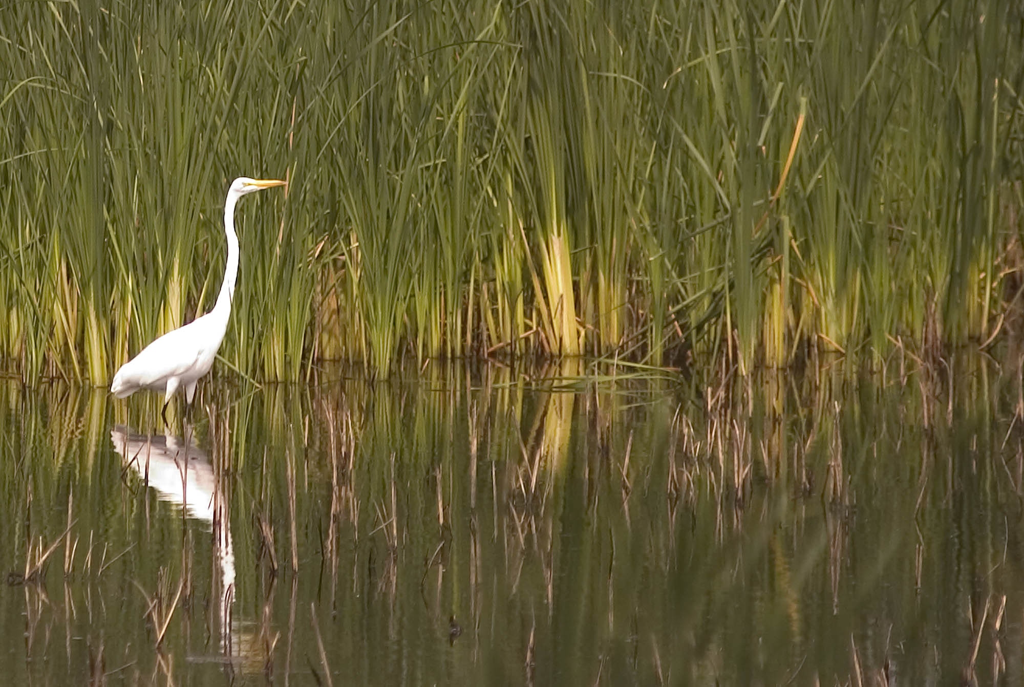 A white egret in marsh grass
