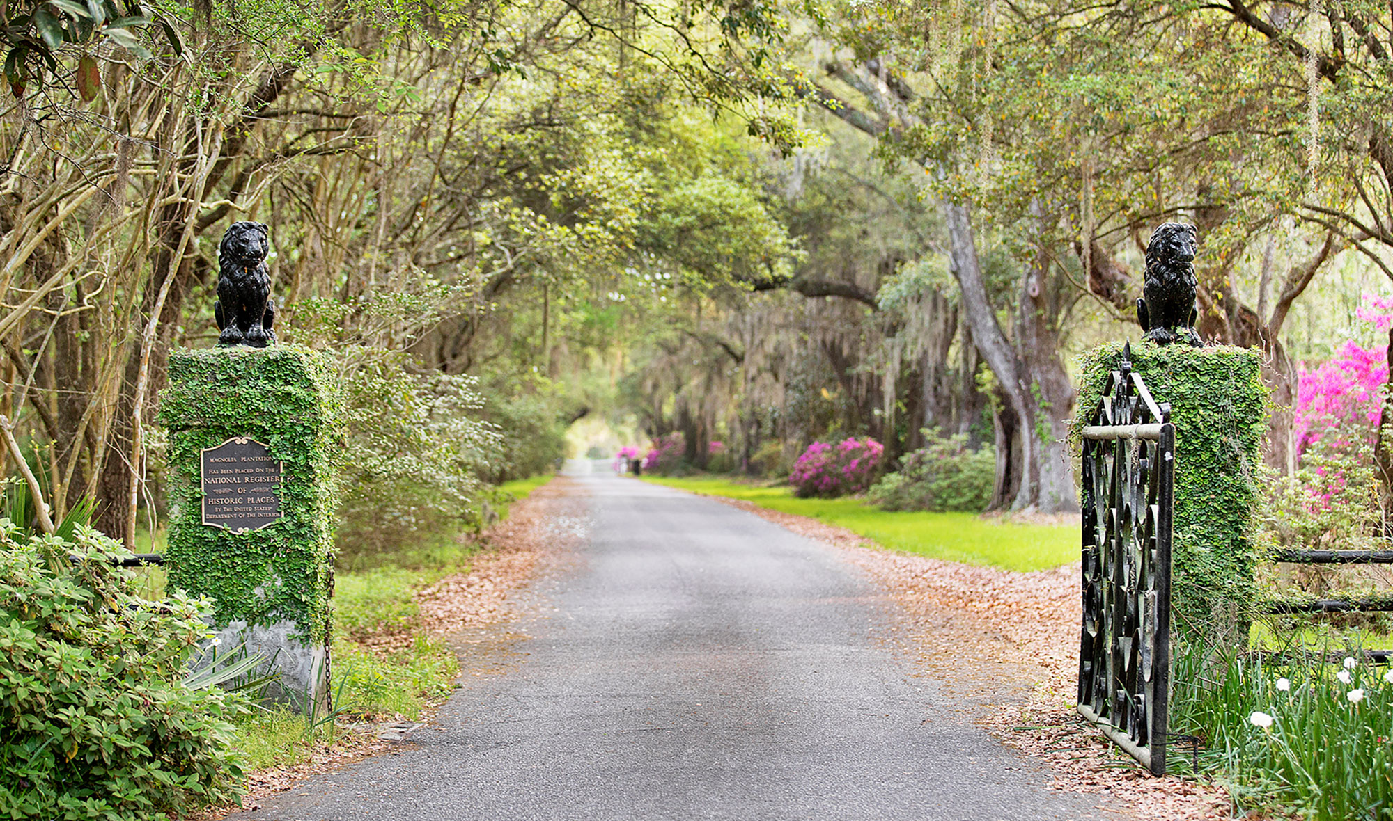 Entrance to the historic Magnolia Plantation and Gardens in South Carolina 

