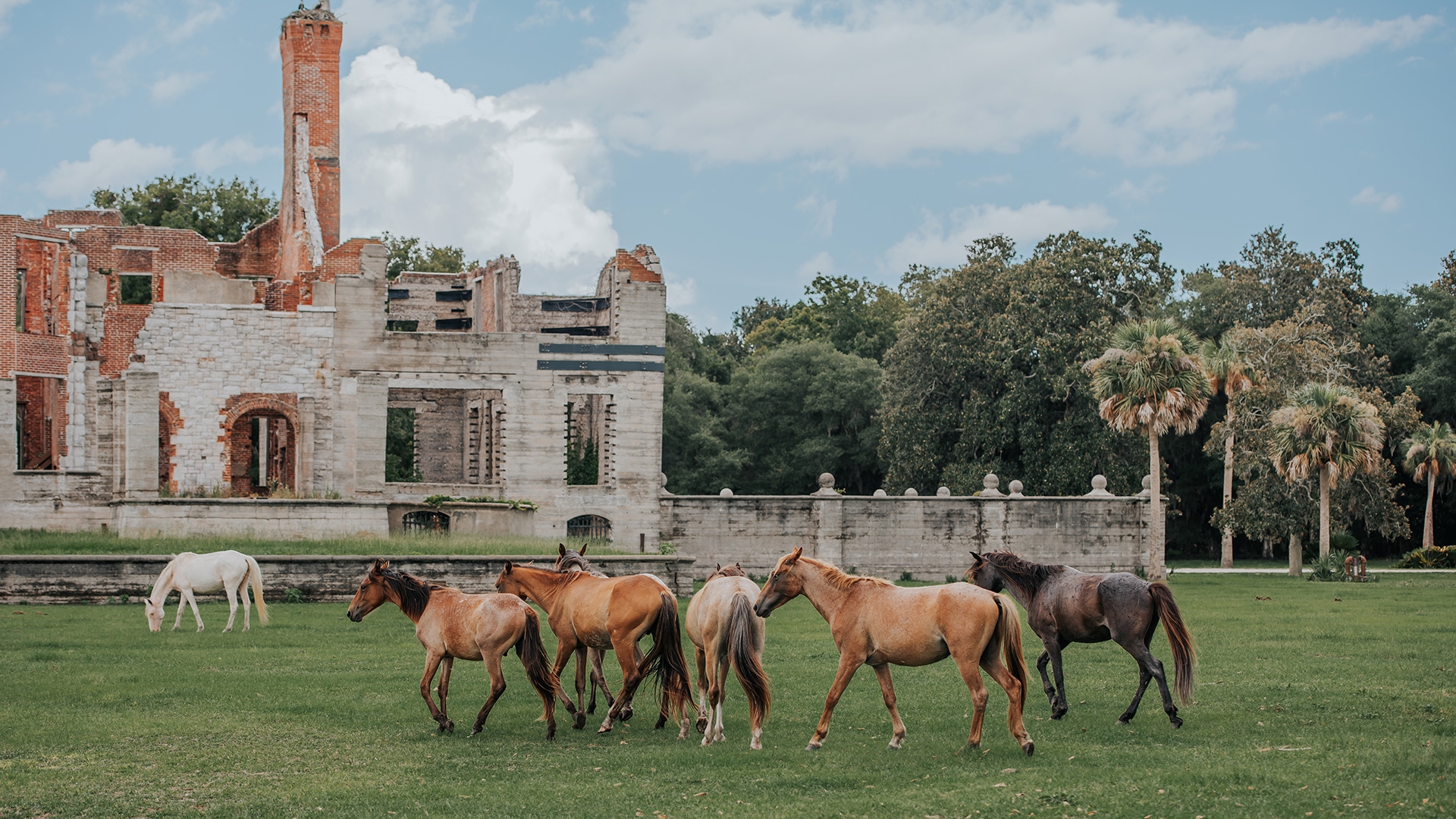 Wild horses on Cumberland Island, Georgia