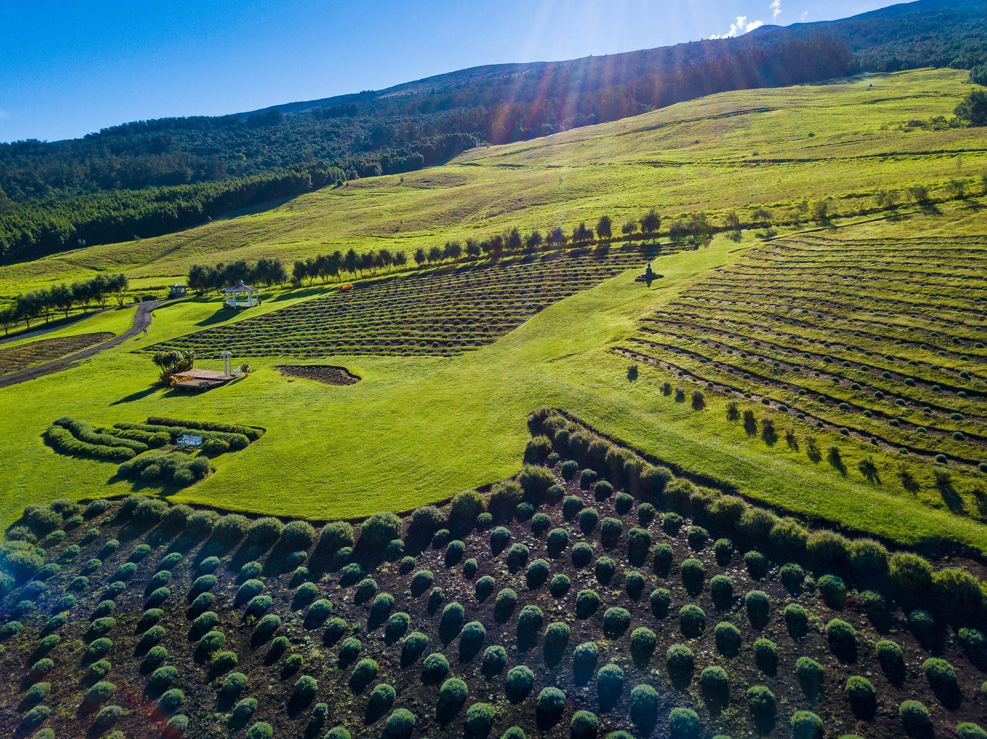 Ali'i Kula Lavender Farm in Kula, Hawaiʻi