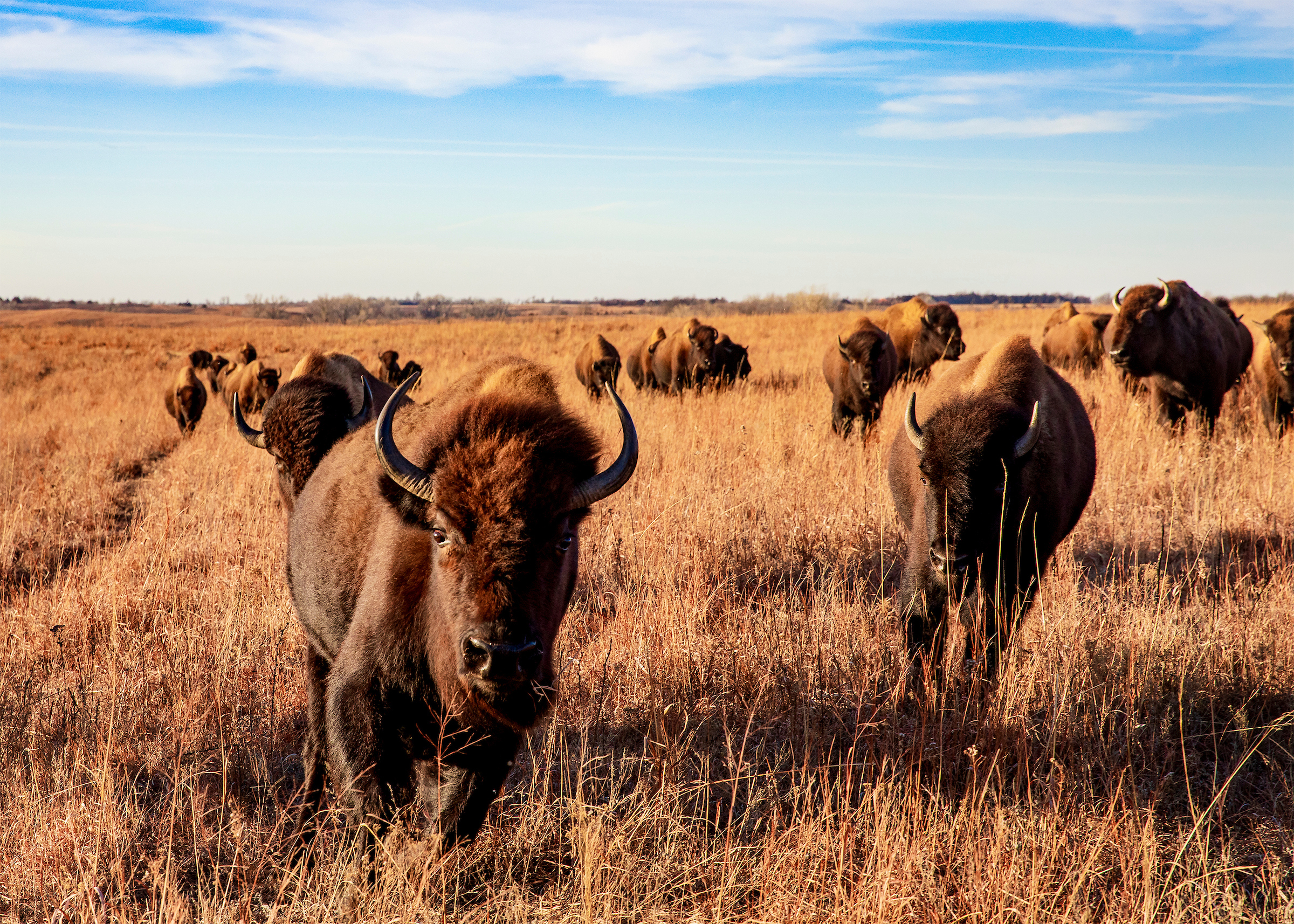 Maxwell Wildlife Refuge near Canton, Kansas
Credit: Travel Kansas