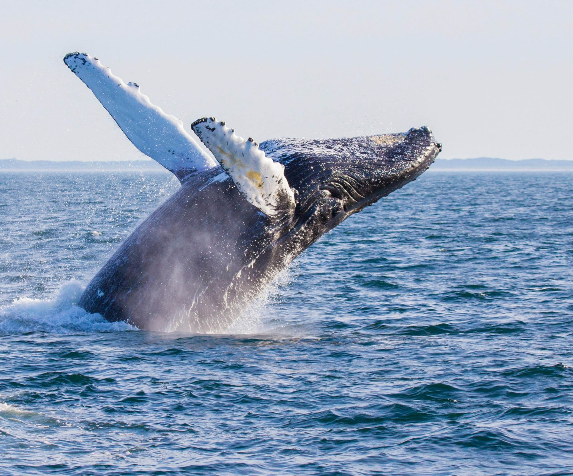 A whale surfacing during a whale watching cruise off Cape Cod, Massachusetts; Credit: Mircea Costina
