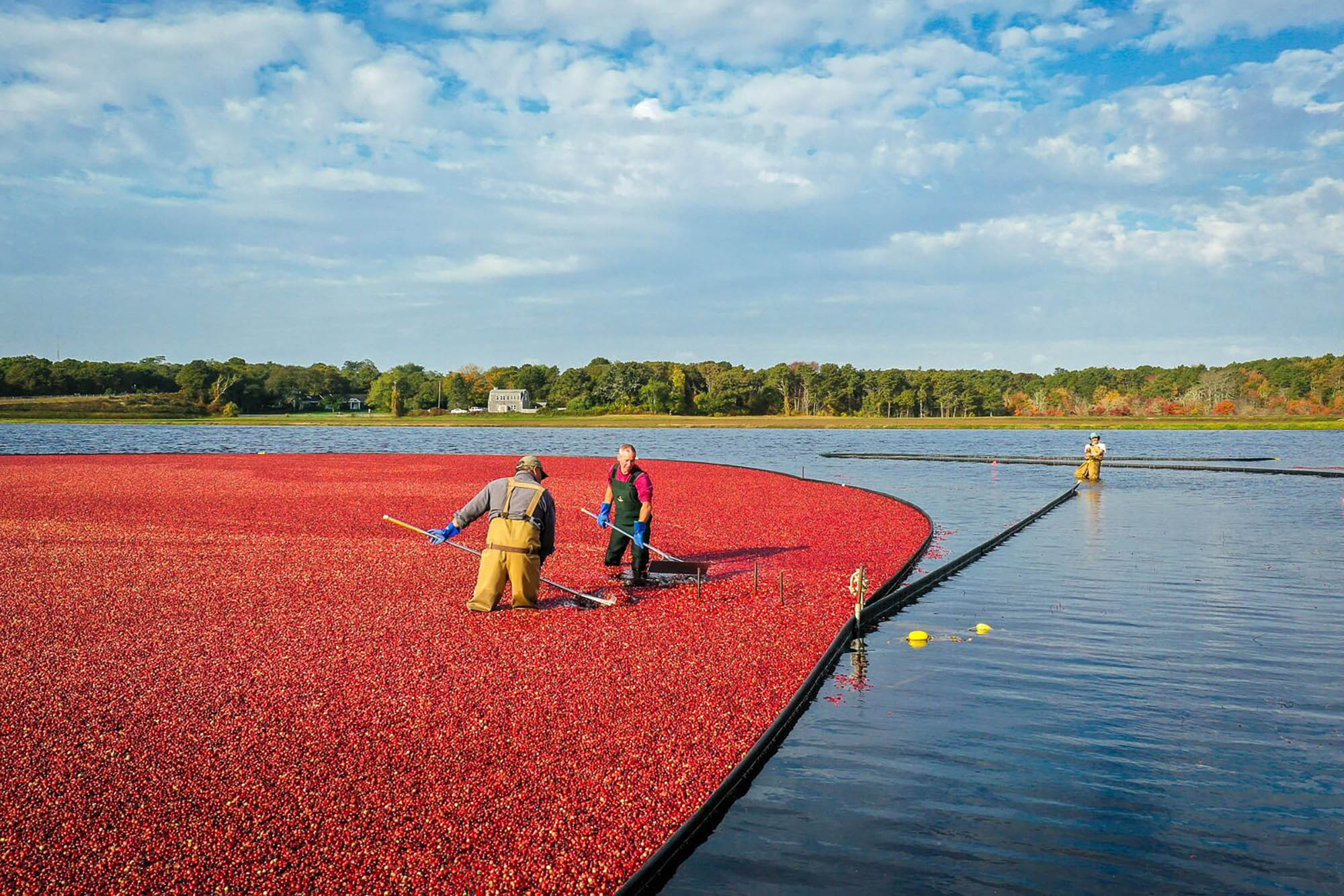 Farmers on a cranberry bog in Southeastern Massachusetts
