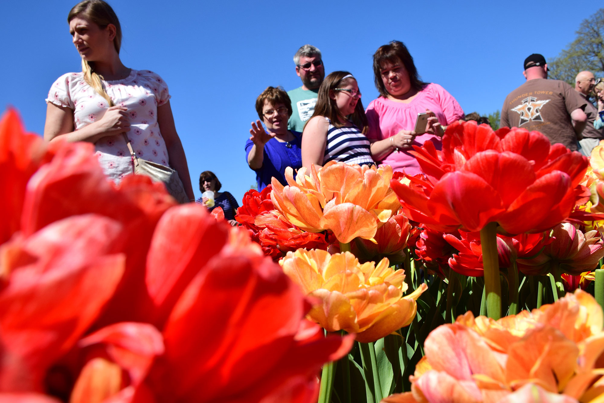 Families admiring colorful blooms during the Albany Tulip Festival in Albany, New York; Credit: Discover Albany
