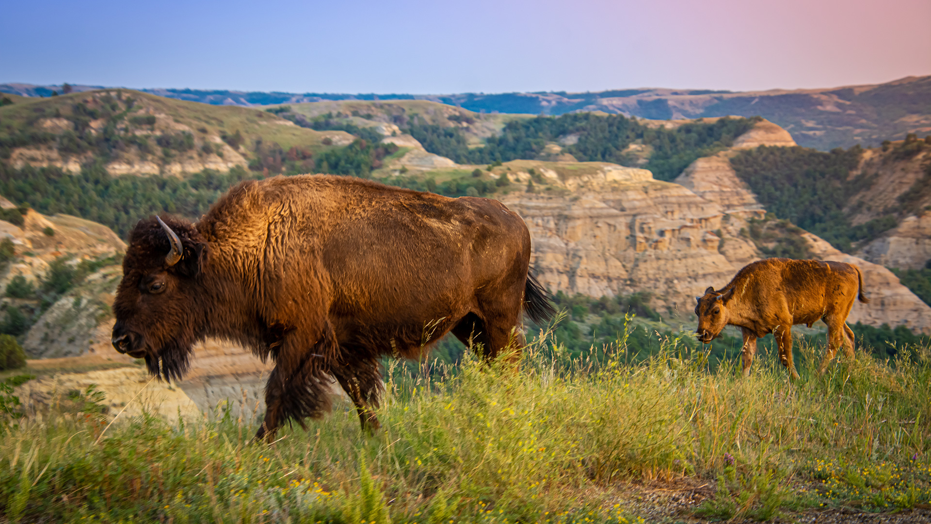 Bison in Theodore Roosevelt National Park, North Dakota