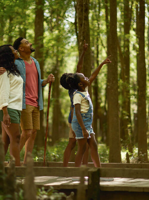 Woodlands in South Carolina; Credit: Discover South Carolina