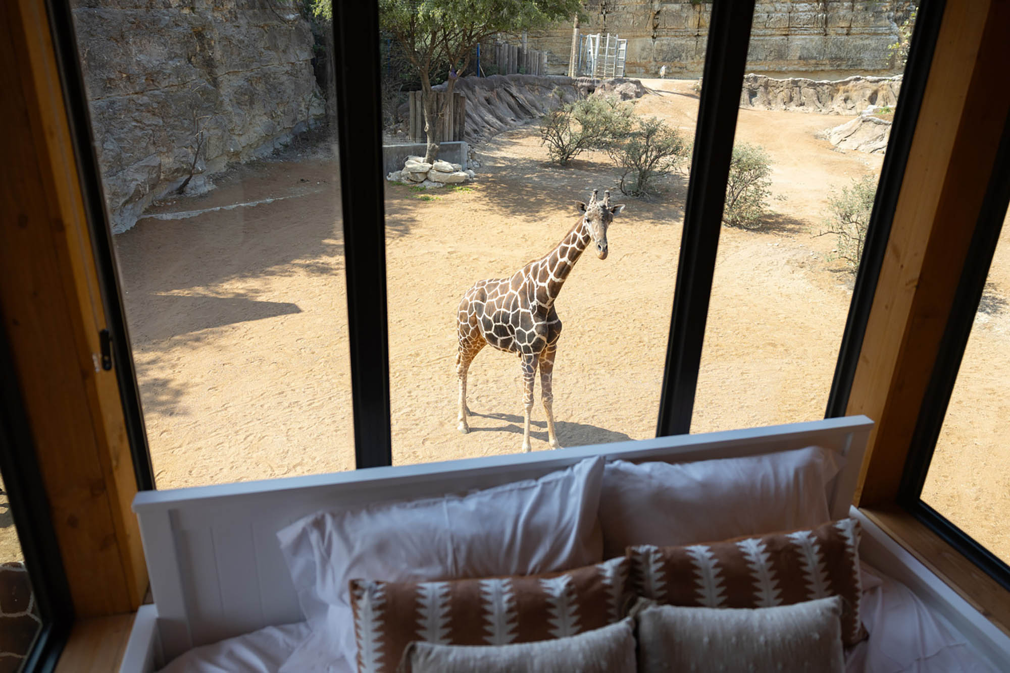 Spekboom Lodge at San Antonio Zoo in San Antonio, Texas; Credit: San Antonio Zoo
