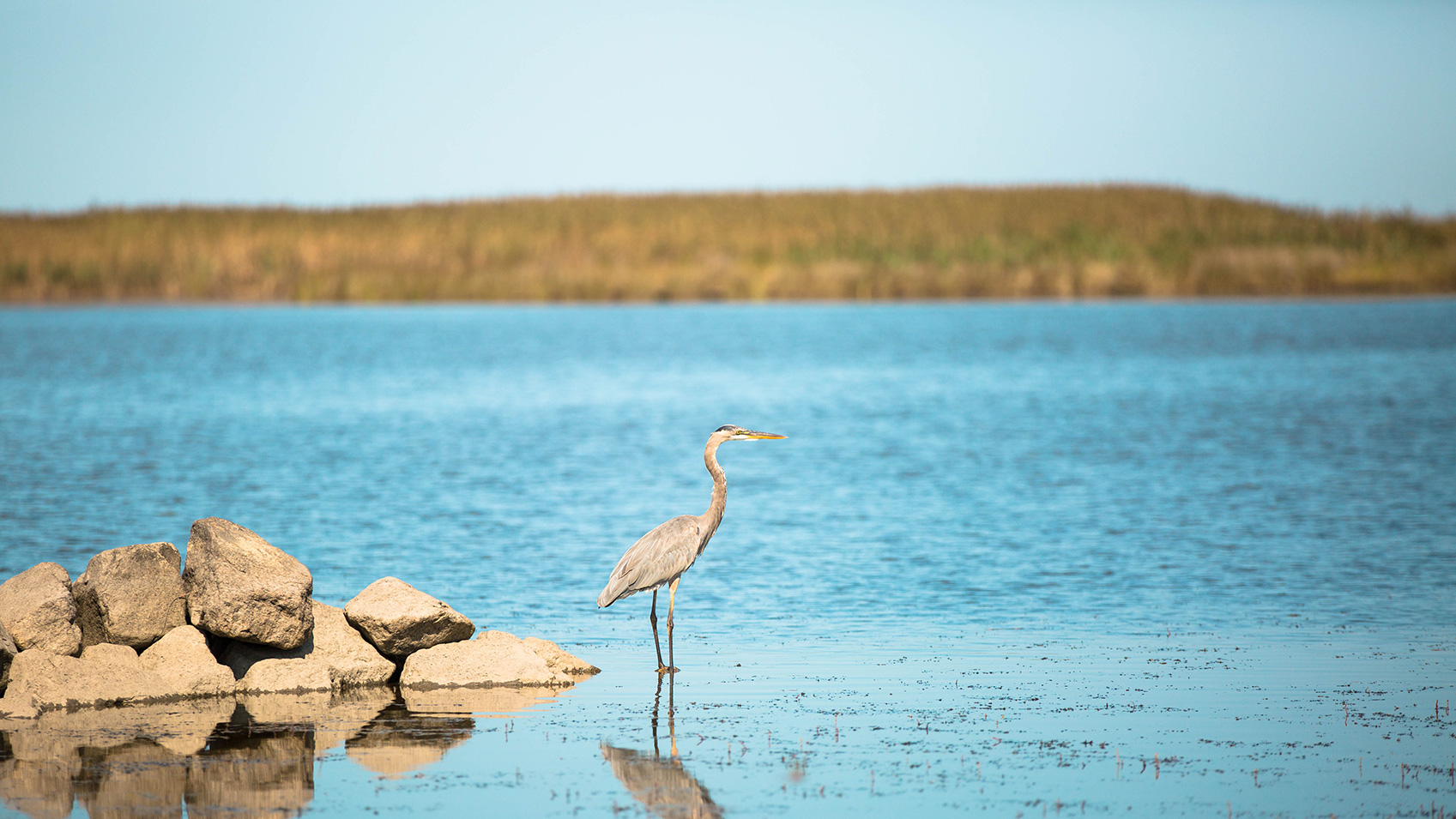 A great blue heron in Backbay Wildlife Refuge in Virginia Beach, Virginia
