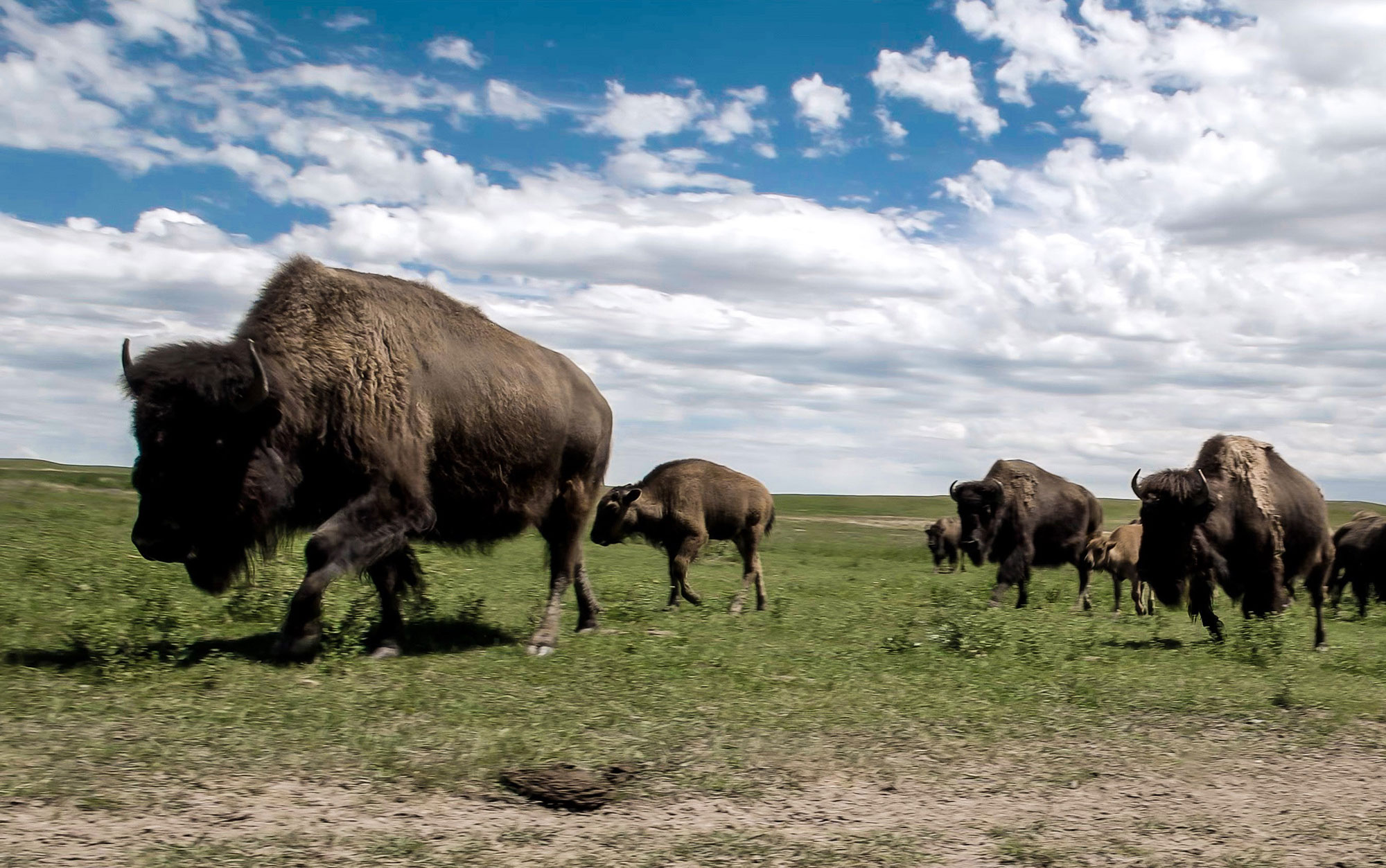 A herd of bison grazing at Terry Bison Ranch Resort in Cheyenne, Wyoming
