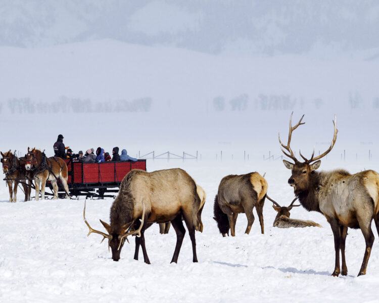 ワイオミング州｜荒々しい自然と西洋の生活 -アメリカ