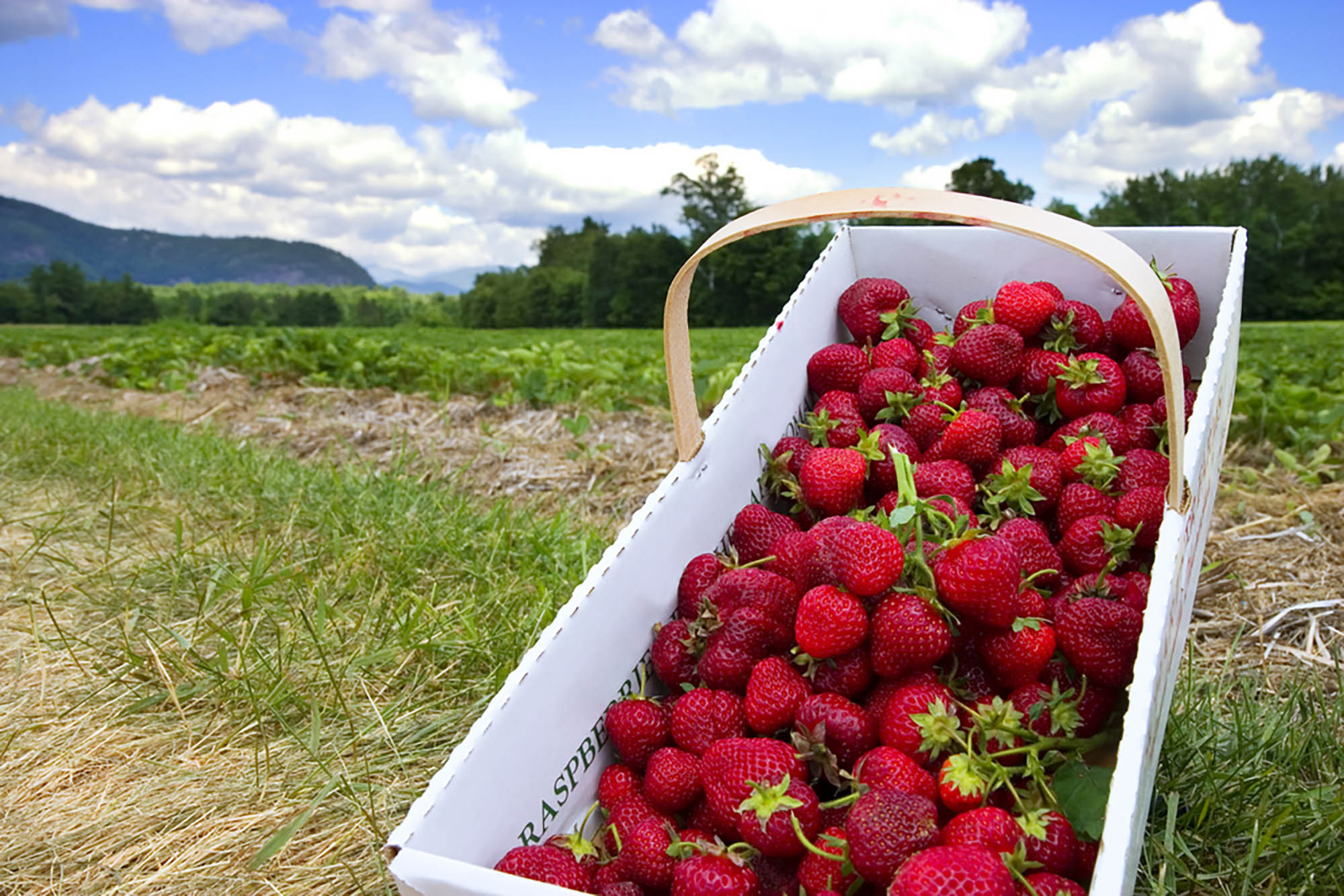 Strawberry harvest in New Hampshire