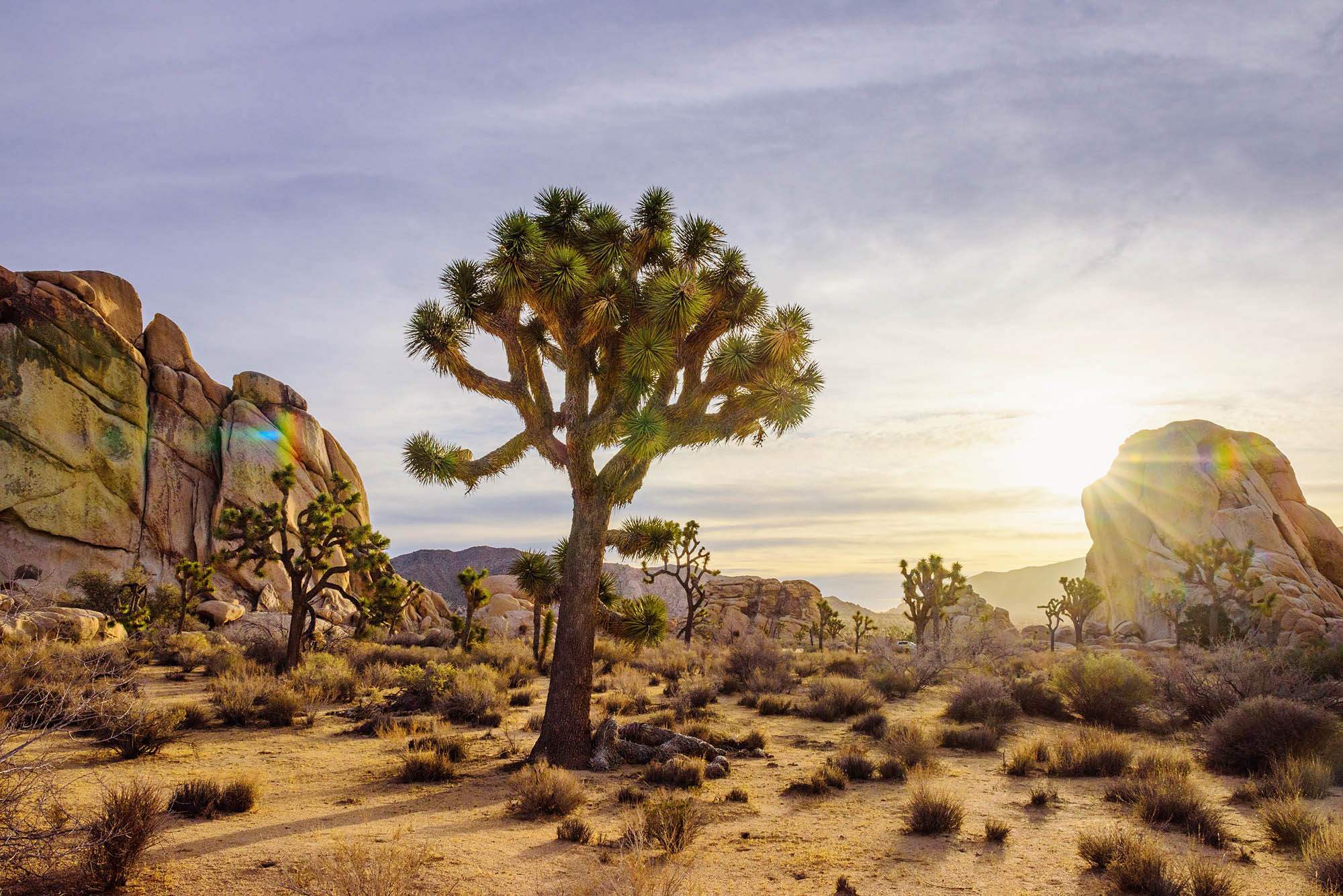 Sunset over Joshua Tree National Park in Greater Palm Springs, California