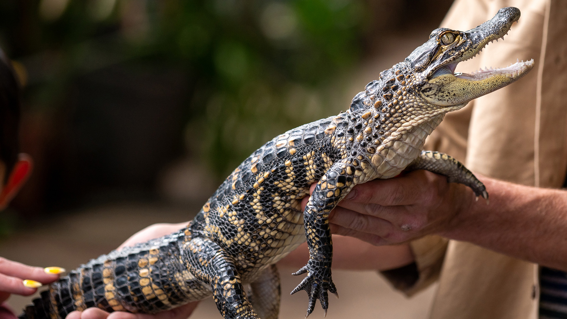 A baby alligator at the Colorado Gators Reptile Park in Alamosa, Colorado