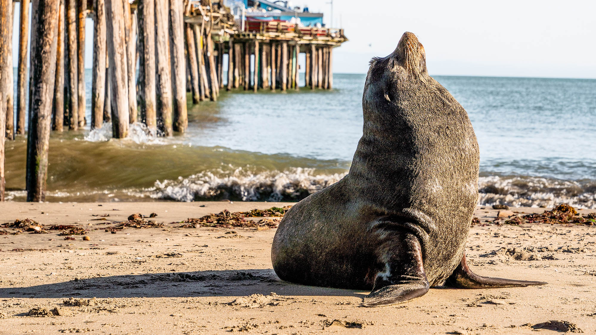 Capitola Wharf in Santa Cruz, California