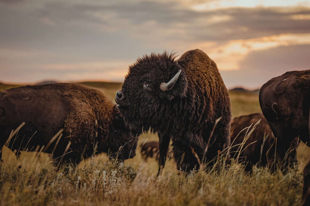 Custer State Park in South Dakota