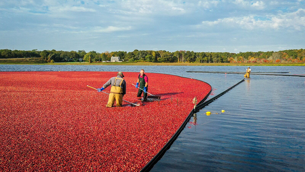 A cranberry bog in Massachusetts; Credit: Allison Richards

