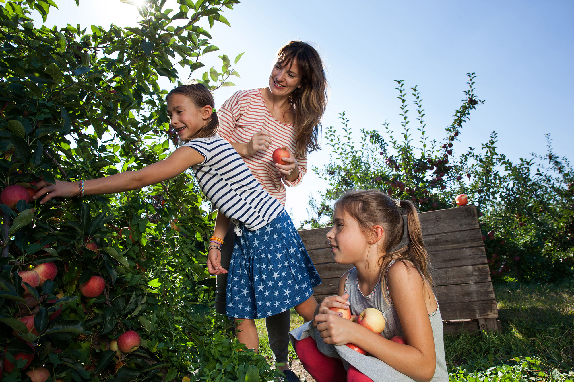 Family picking apples at an orchard near Niagara Falls, New York