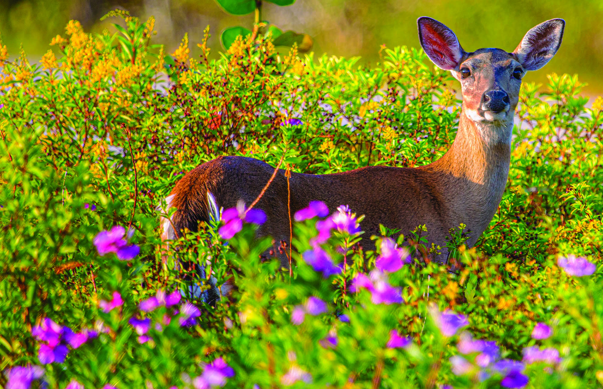 A Key deer nestled in wildflowers at the National Key Deer Refuge in The Florida Keys; Credit: Monroe County Tourism Department
