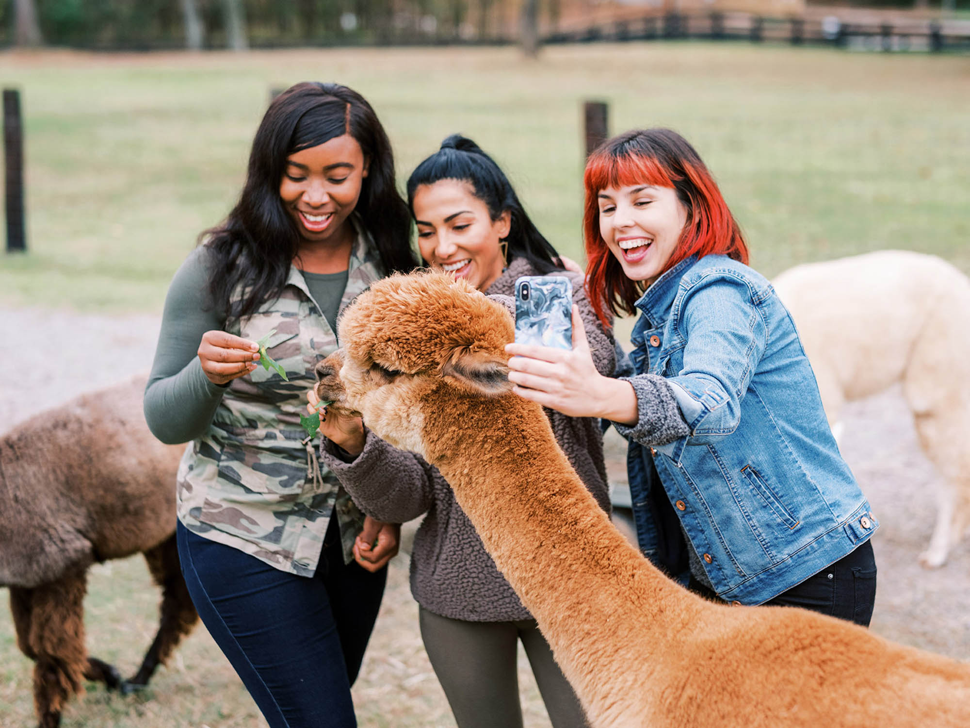 Posing with alpacas at the Mistletoe Farm in Franklin, Tennessee; Credit: Brandon Chesbro
