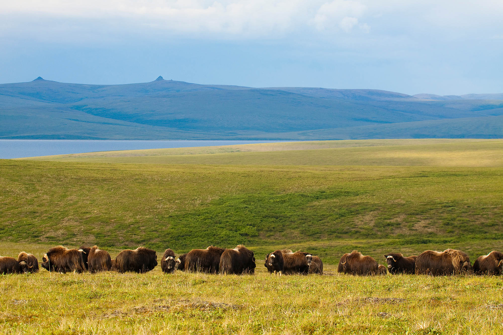 Oxen graze outside Nome, Alaska; Credit: Michael DeYoung, Travel Alaska