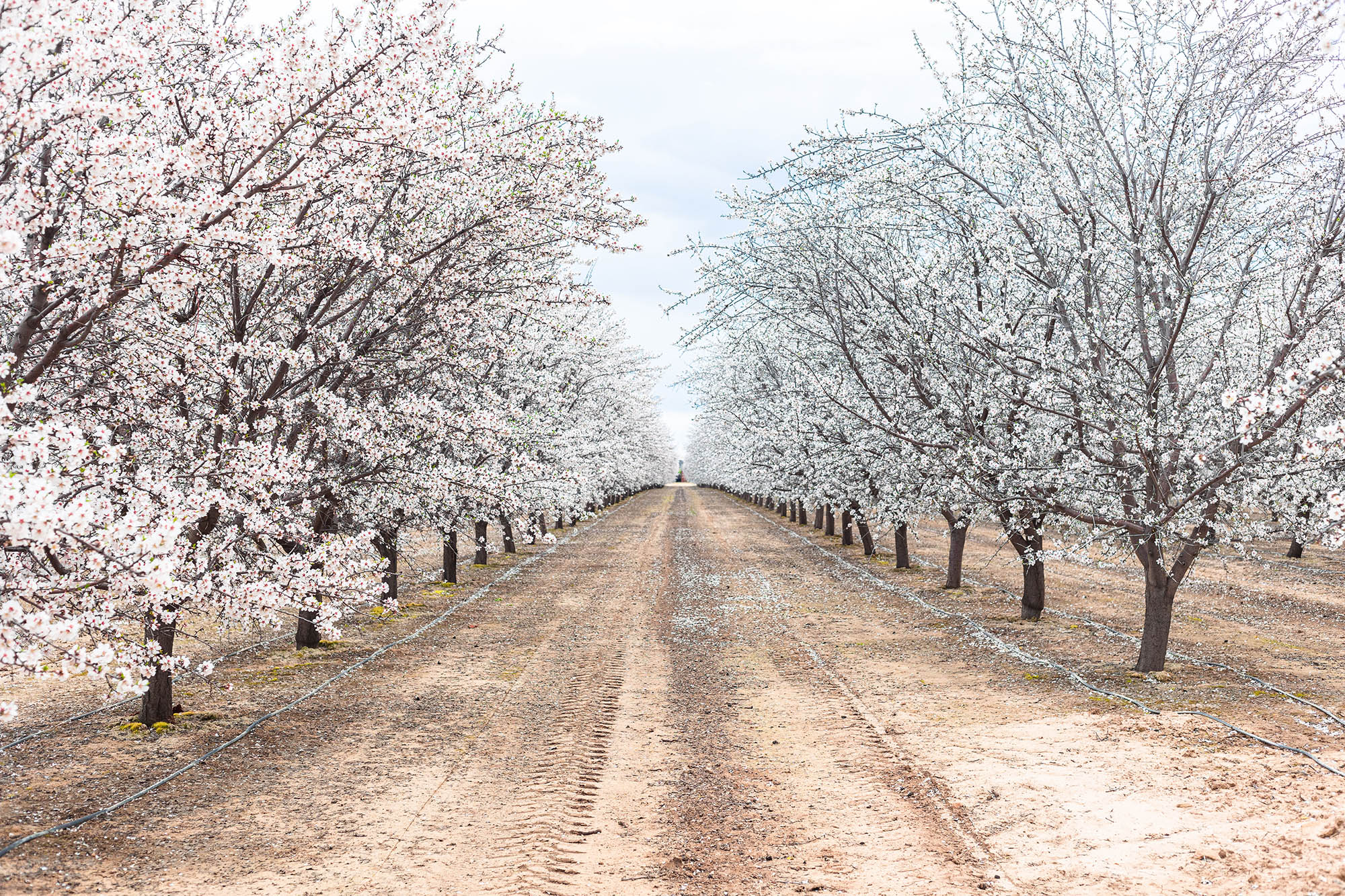Fresno County Blossom Trail in Fresno County, California; Credit: Visit Fresno County