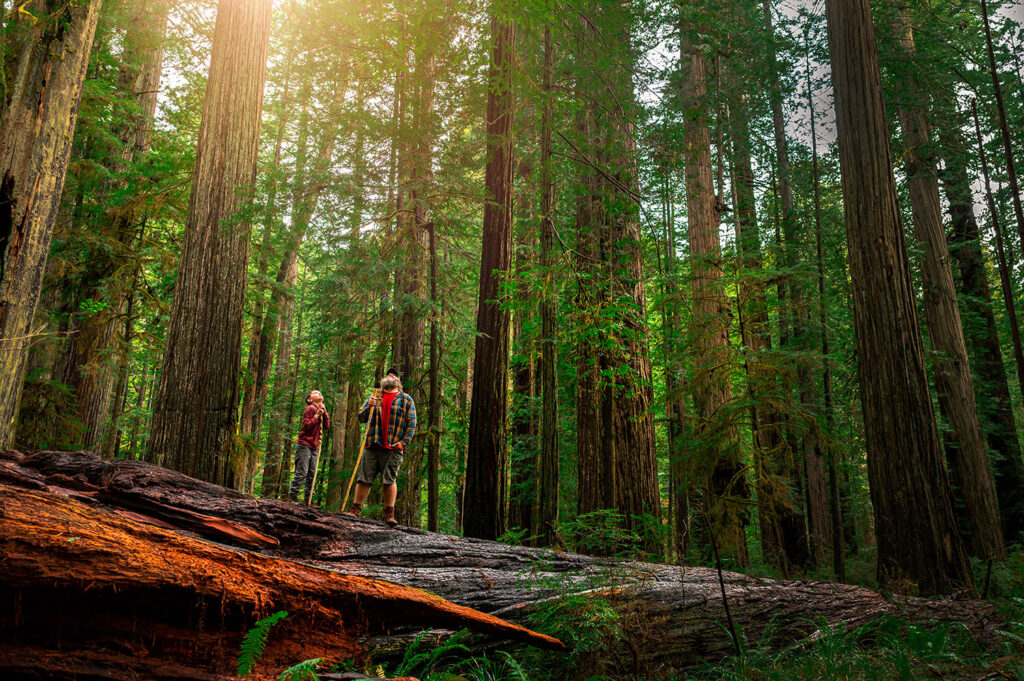 Redwood National Park, California
