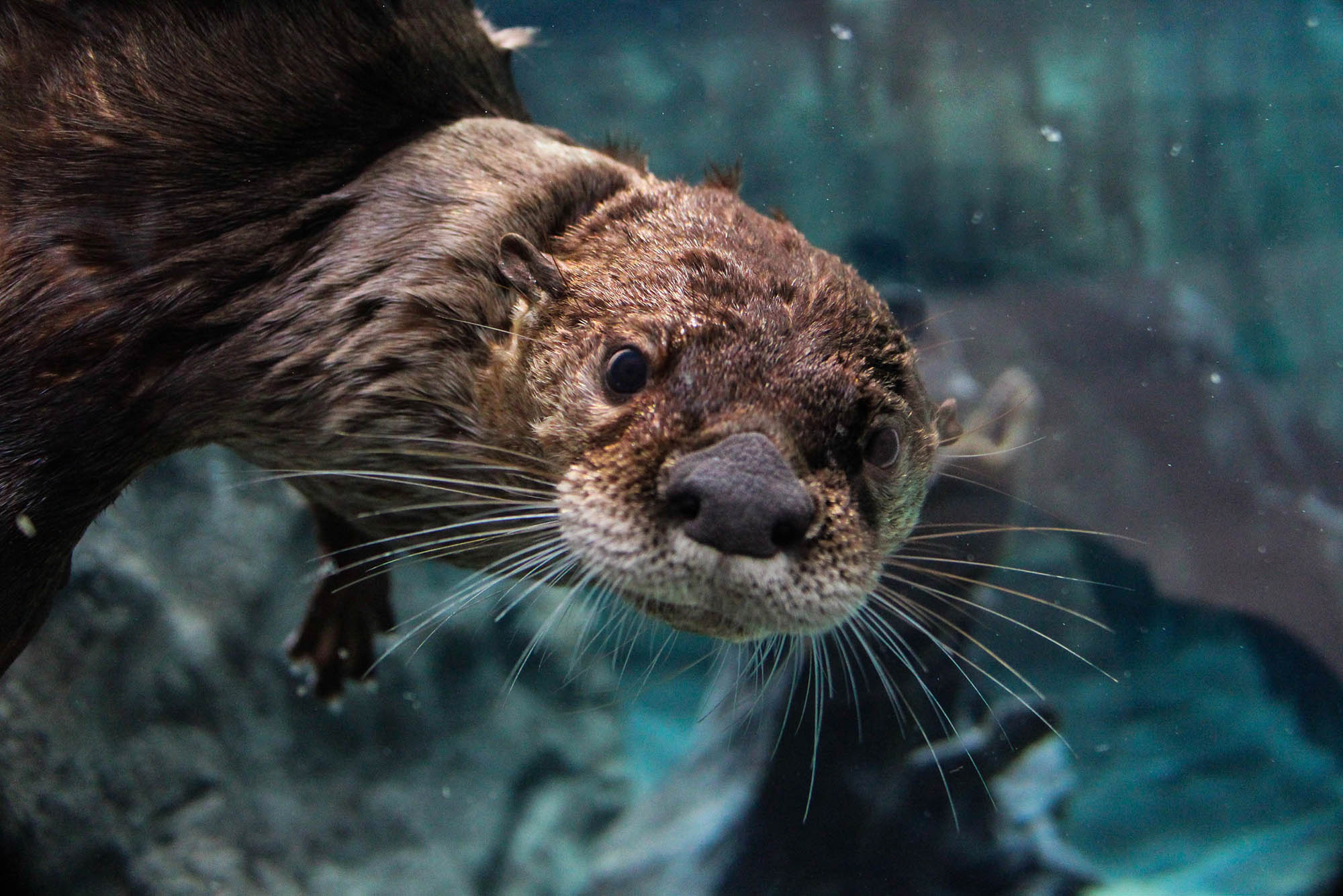 An otter at Mote Marine Laboratory & Aquarium in Sarasota, Florida

