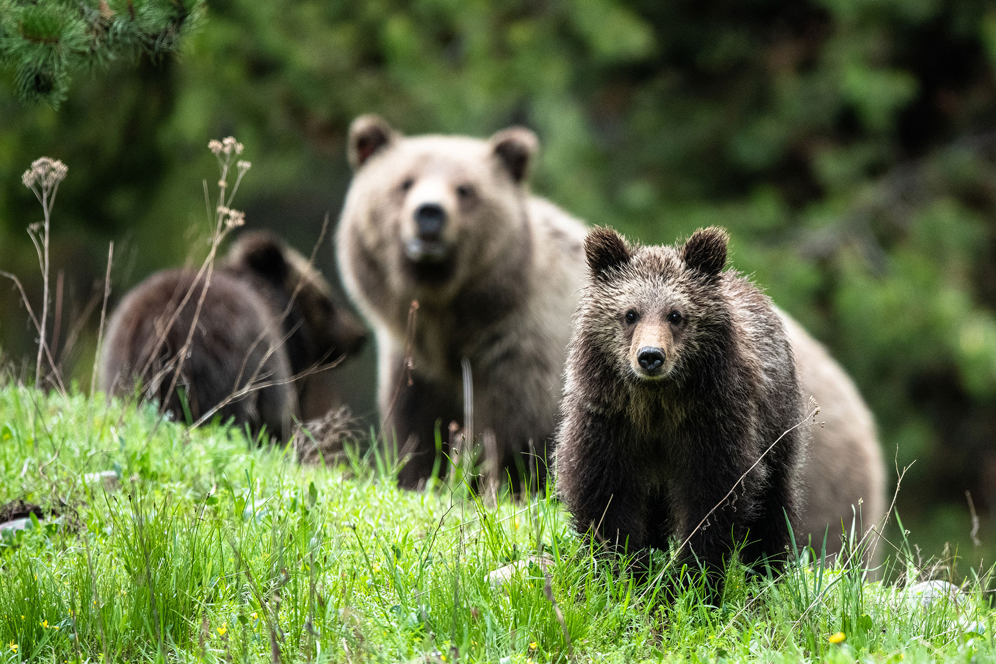 Bears in Yellowstone National Park; Credit: YTT