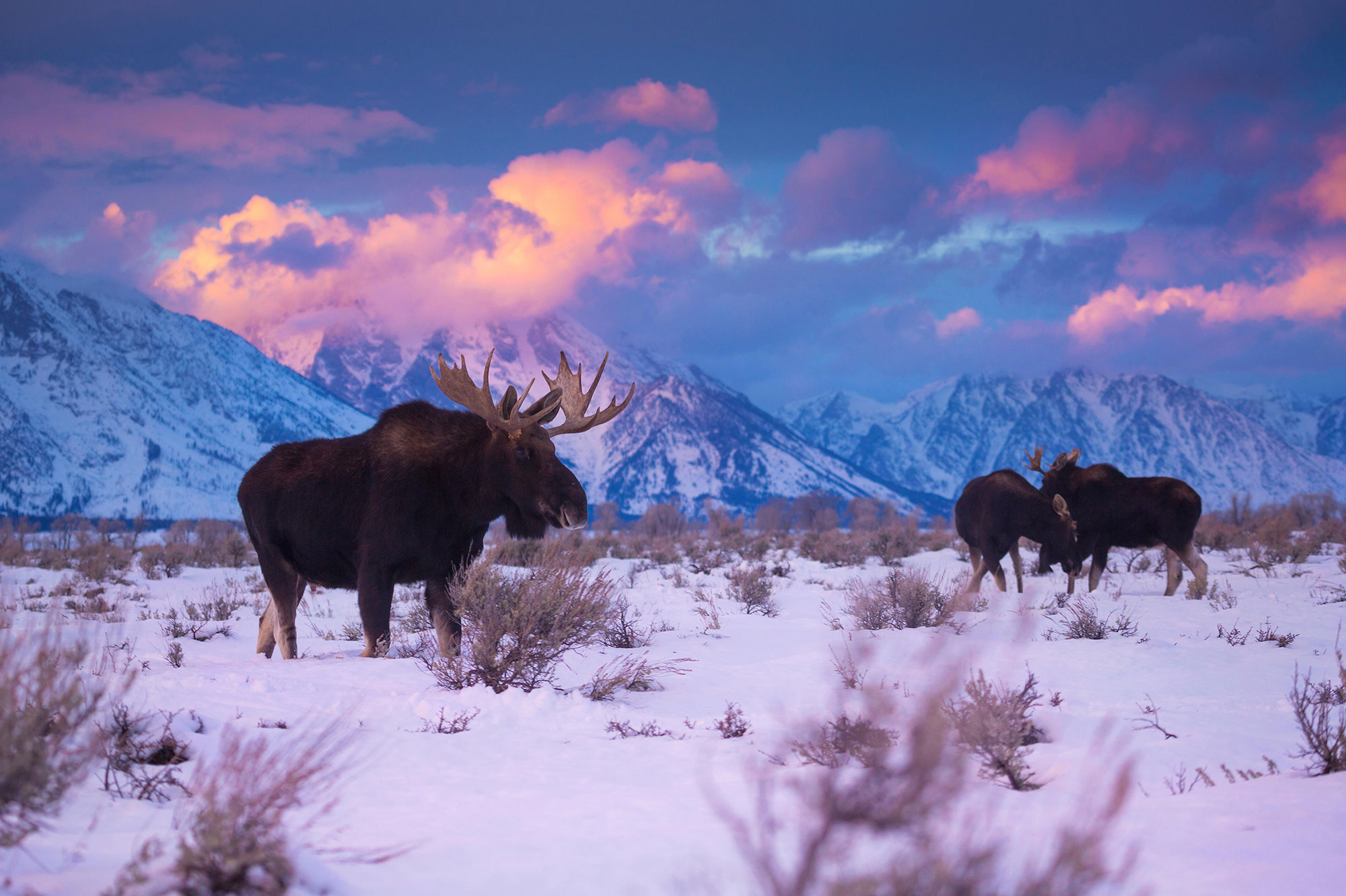 Wildlife watching in the Yellowstone Teton Territory of Eastern Idaho; Credit: YTT