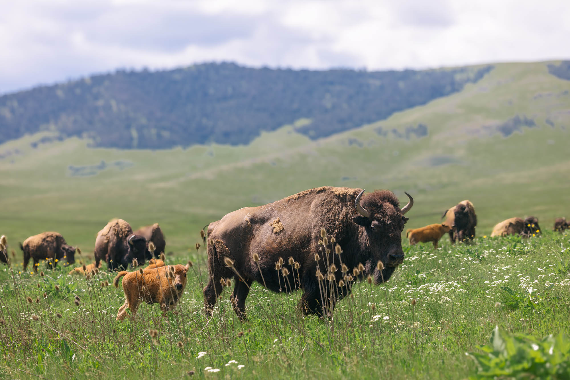 Bison grazing at CSKT Bison Range in Glacier Country, Montana; Credit: Andy Austin