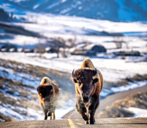 American bison on a road in the Lamar Valley of Yellowstone National Park; Credit: Kevin Noble